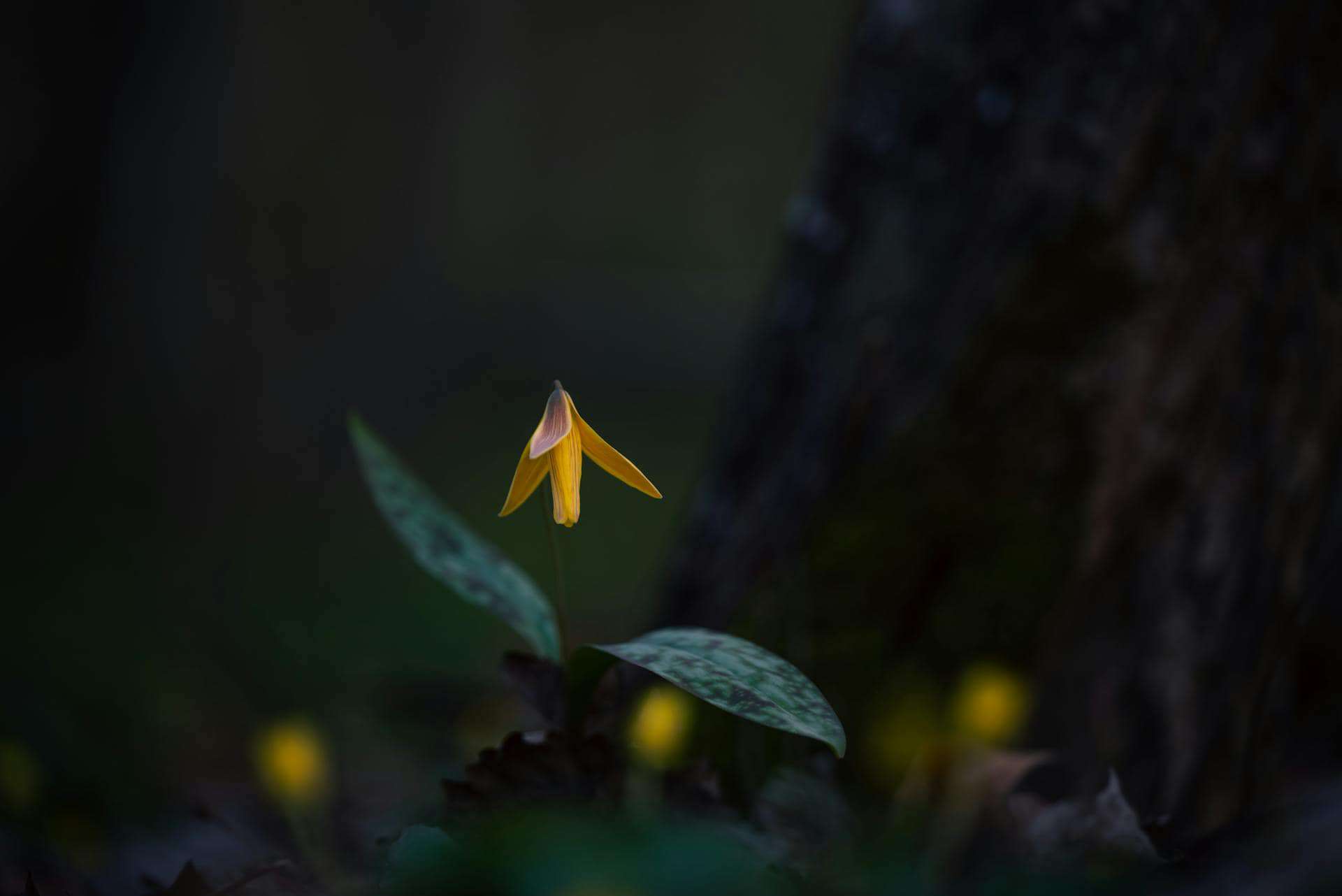 Yellow Trout Lily