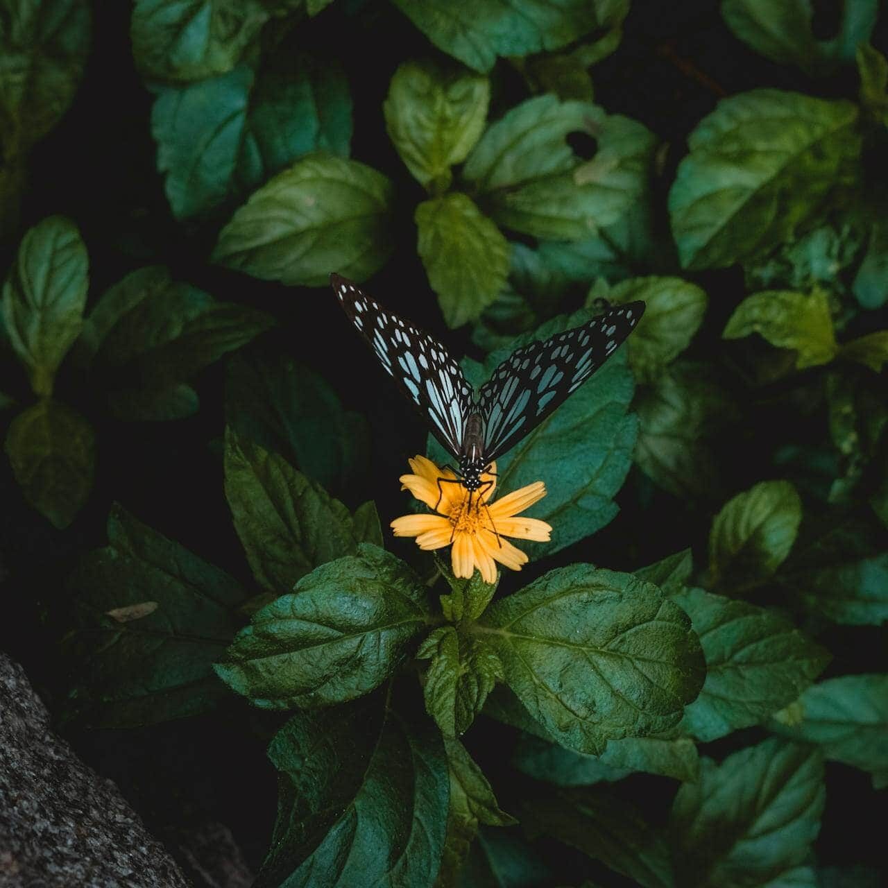Butterfly on Yellow Flower