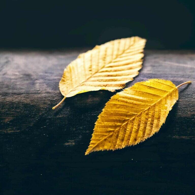 Close-Up Photo of Two Dry Leaves